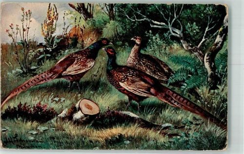 Jagdtiere Fasan