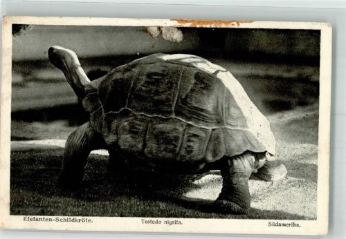 Elefanten Schildkröte
