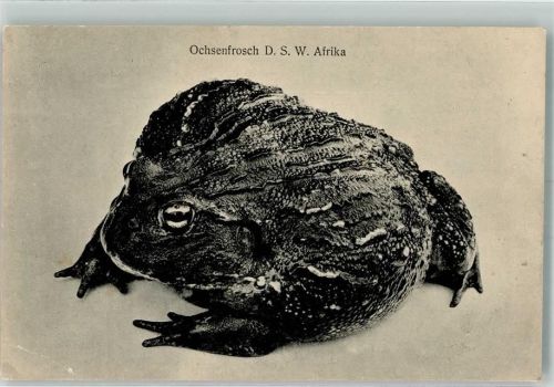 Foto F. Nink Ochsenfrosch D.S.W. Afrika