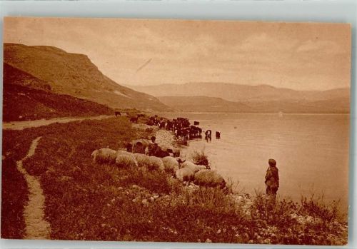 Tiberias Sea of Galilee Schafherde