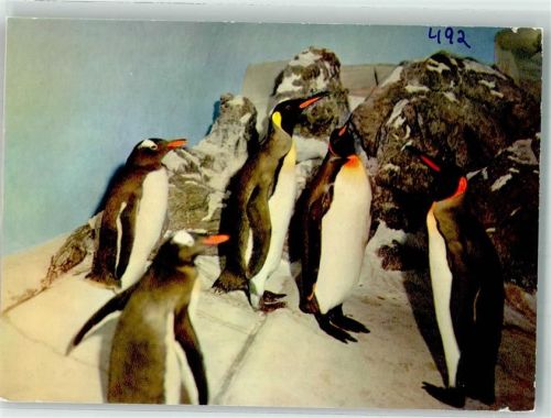 Frankfurt Königs und Eselspinguine