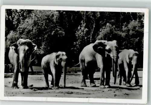München WK II Indische und Afrikanische Elefanten Hellabrunn