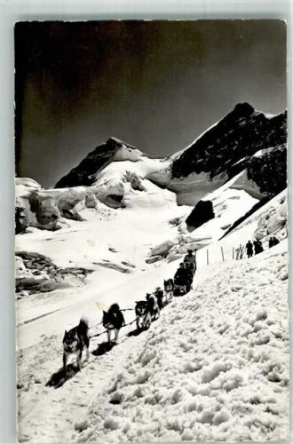 Polarhunde Jungfrau Joch