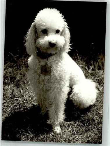 Weißer Hund