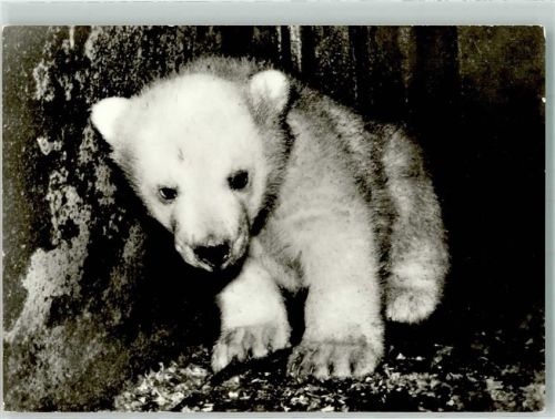 Rostock Zoo Junges Tier Bild und Heimat