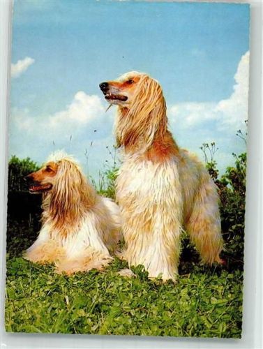 Zwei Afghanen