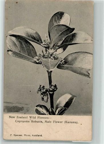 Auckland Blume Wild Flowers Ort lt. Fotograf