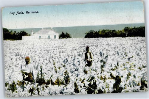 Lily Field
