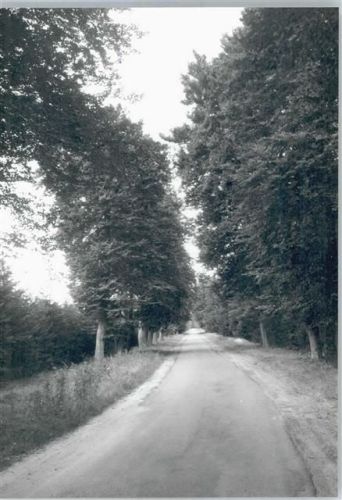 Uelzen Waldweg , Fotoabzug