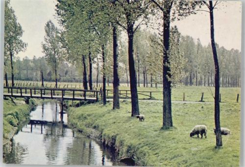 Nottuln Landschaft Schafe