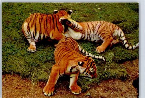 Tiger Serengeti Grosswild Reservat Hodenhagn AKU1