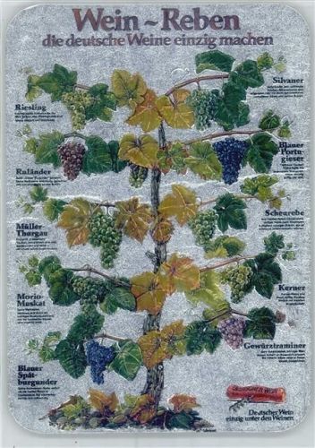 Traben-Trarbach Leporello, deutsche Wein-Reben