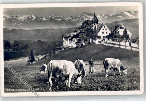 Hohenpeißenberg Kühe