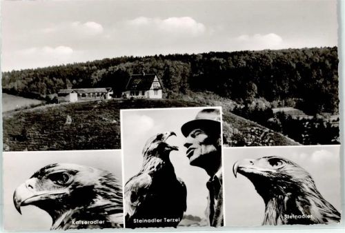 Berlebeck Adlerwarte Kaiseradler Steinadler Terzel