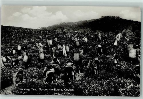 1932 Plucking Tea Ceylon Teeverarbeitung Beruf AK
