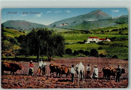 Las Palmas de Gran Canaria Arando Rindvieh Kamel
