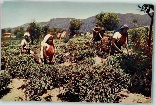 Nuwara Eliya Teepflückerinen