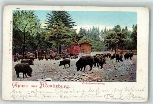 Moritzburg 1902 Wildschweinfütterung