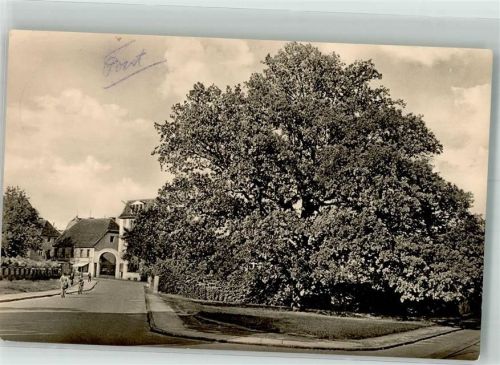 Forst 1962 Amisstrasse Alte Eiche