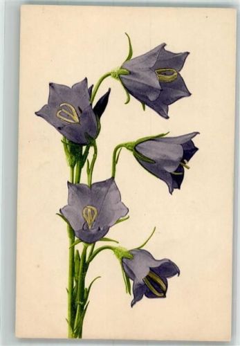 Glockenblumen Martin Rommel u. Co. 558