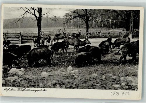 Moritzburg Wildfütterungsplatz Jagd- Schloss