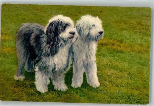 Bobtail Old English Sheepdog St.Z.F. No. 63