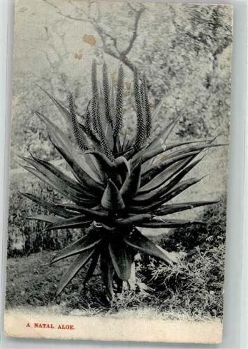 Durban 1910 Blumen Aloe