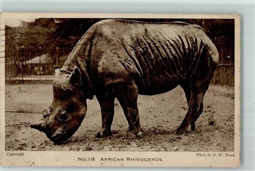 London African Rhinozeros im Zoo AK Nashorn 1923
