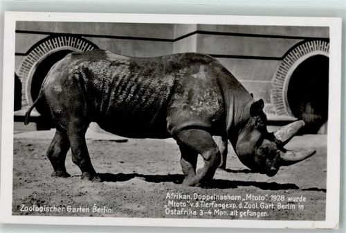 W1000 Berlin Mitte Verlag Zoo Berlin Afrikan. Doppelnashorn AK Nashorn 1928 Foto AK