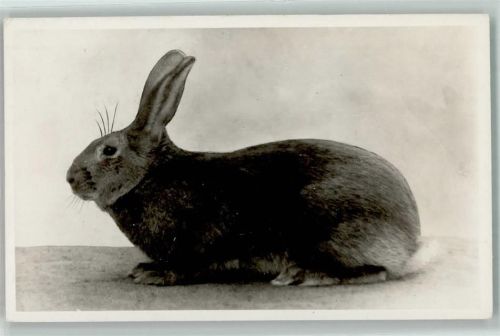 1953 Kaninchen Rasse AK