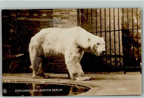 W1000 Berlin Mitte Verlag Zoo Berlin AK Eisbär 1917 Foto AK