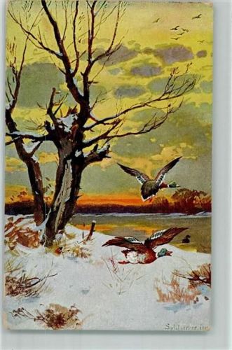 1900 Jagdtiere Wildenten AK