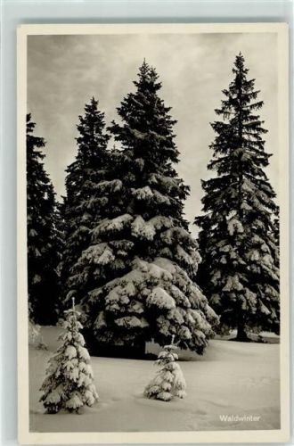 Brennes Winterwald