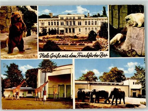 1964 Bär Giraffenhaus Eisbären AK