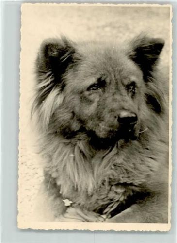 Leonberger
