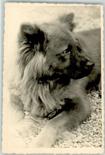 Leonberger