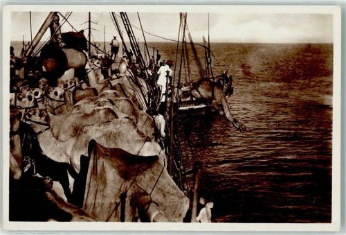 Somalia Italiana Ausschiffung von Dromedaren Kamel Foto AK