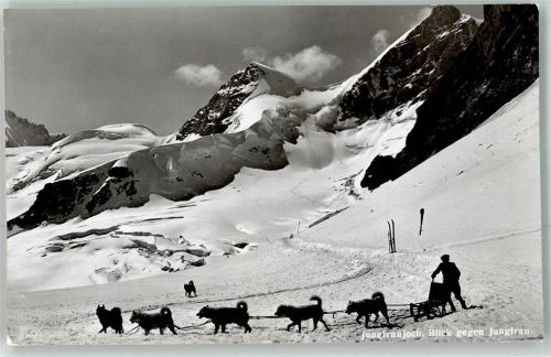 Polarhunde Jungfraujoch