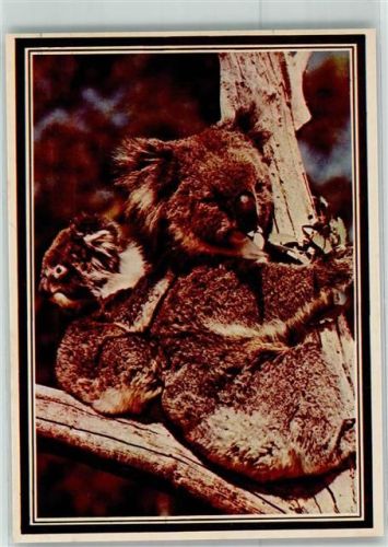 Koala mit Jungem