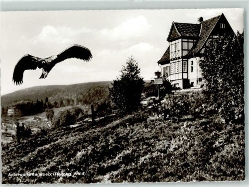 Berlebeck Adlerwarte Kaiseradler in Anflug