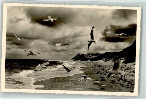 Amrum Strand Möwen Naturschutzgebiet