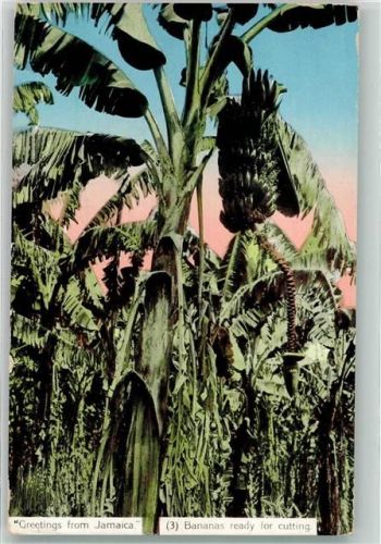 Kingston Bananenplantage