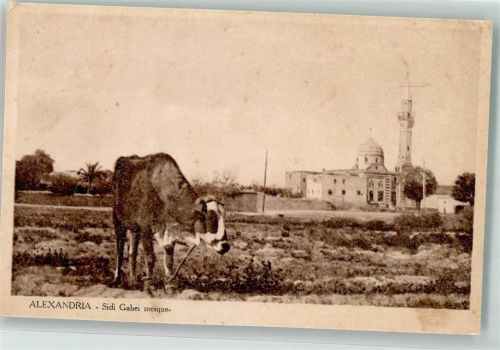 Alexandria Sidi Gaber Moschee Kuh