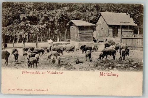 Moritzburg Fütterungsplatz
