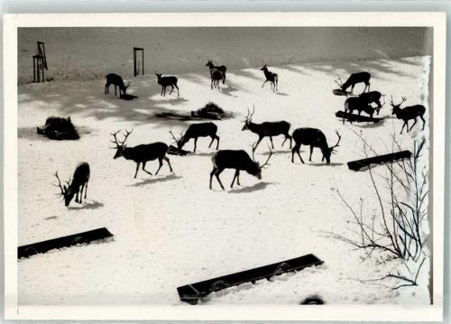Wingeshausen Foto Original aus Archiv eines Ansichtskartenverlags Winter Hirschfütterung Ort handschriftlich