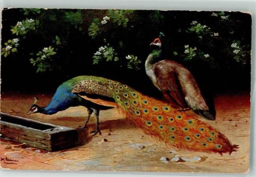 1912 Pfau