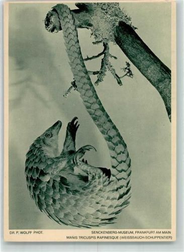 Frankfurt Weissbauch-Schuppentier im Senckenberg-Museum Fotograf Wolff