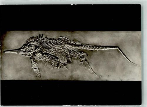 Stuttgart Naturkundemuseum Fischechse aus Lias Schiefern Schloss Rosenstein