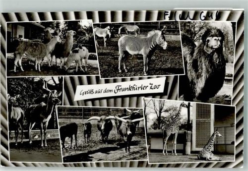 Frankfurt Lama Zebra Kamel Antilope Giraffe Langhornrind