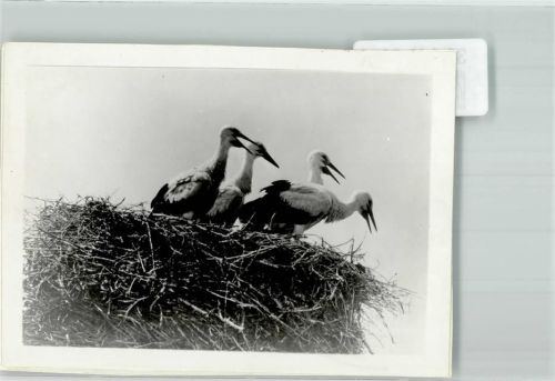 Bad Buchau Storchennest Ort handschriftlich Foto Original aus Archiv eines Ansichtskartenverlags